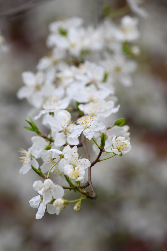 Алыча - Татьяна Евдокимова Алыча - Татьяна Евдокимова