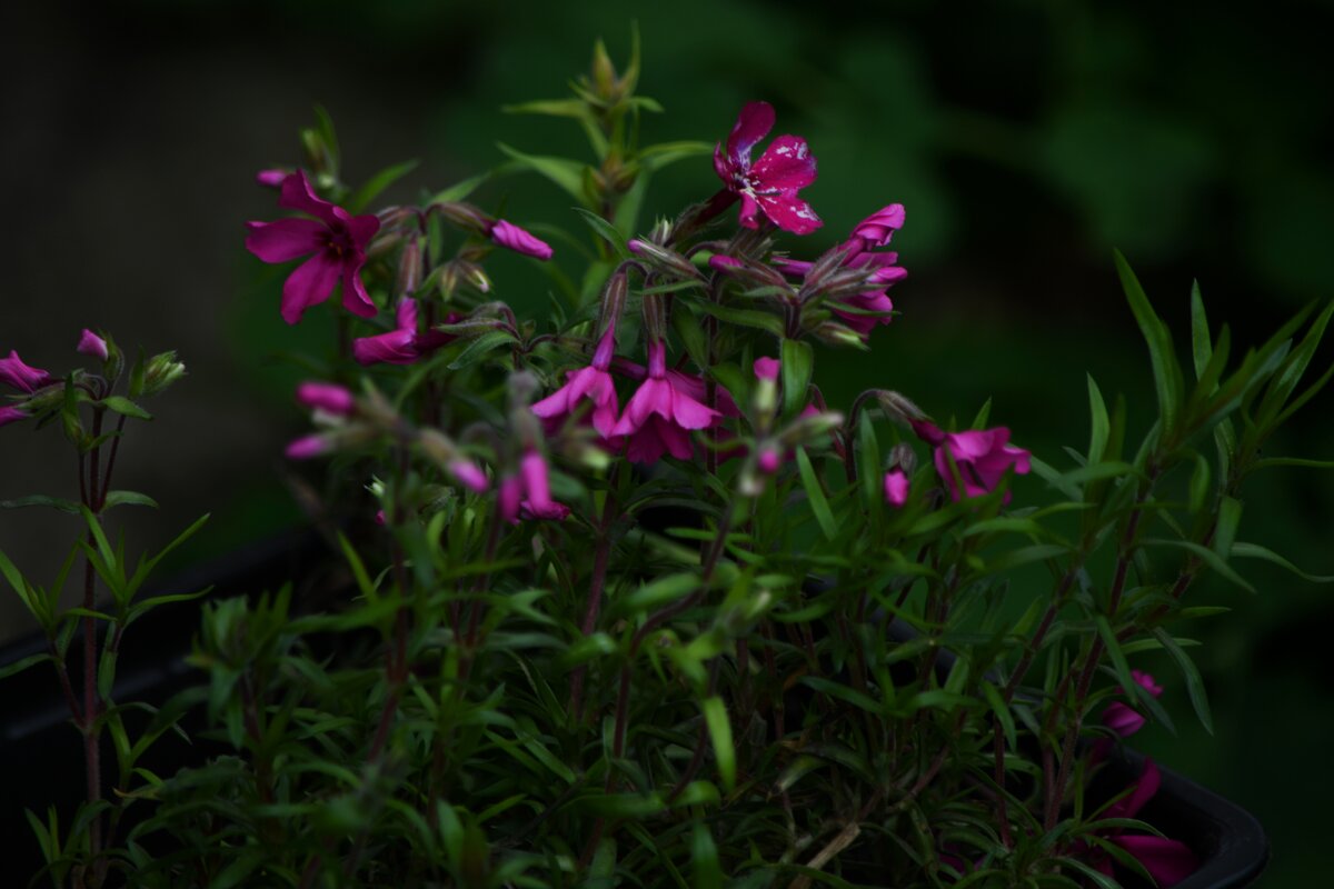 Цветы - наше всё)) - Татьяна Евдокимова Цветы - наше всё)) - Татьяна Евдокимова