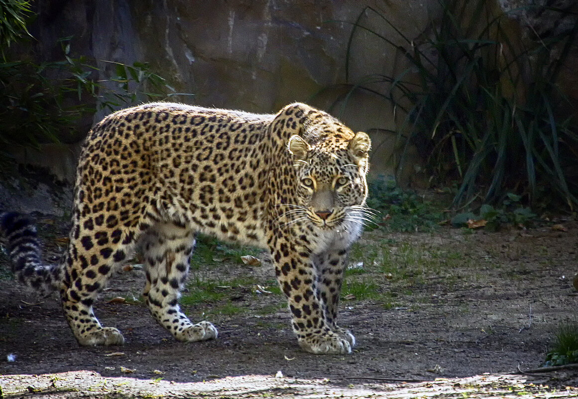 Леопард - Андроник Александр 