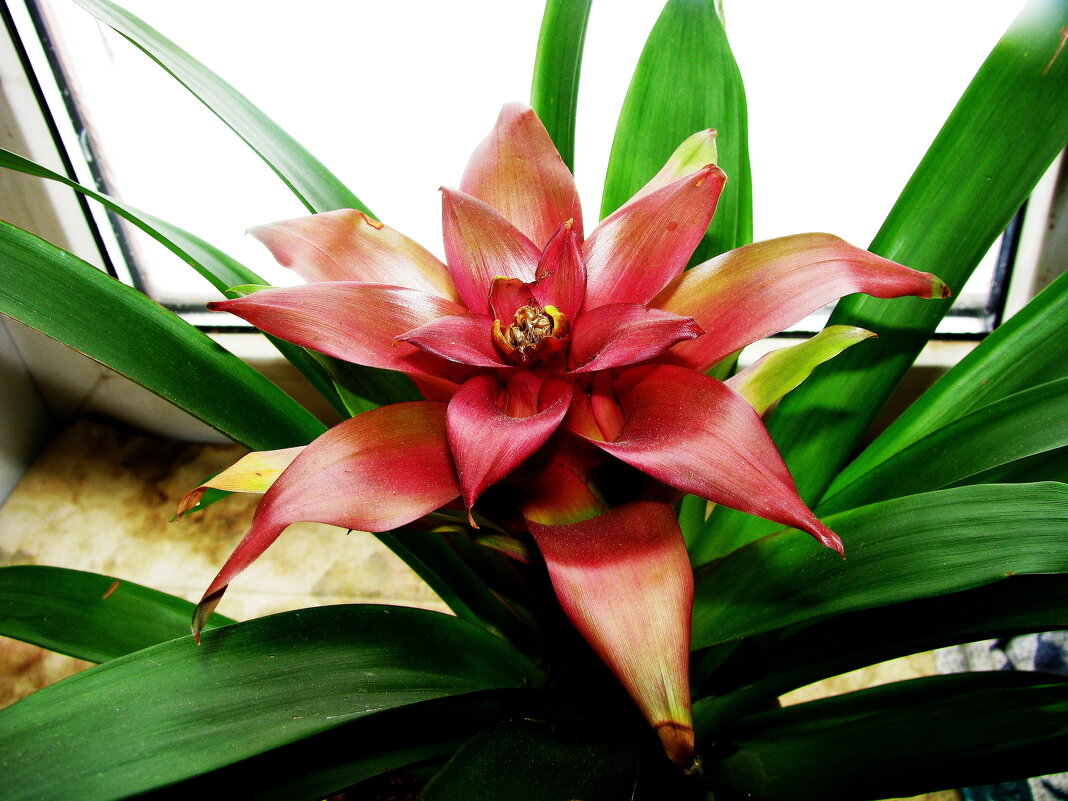 Красота на окошке - Людмила Смородинская Красота на окошке - Людмила Смородинская