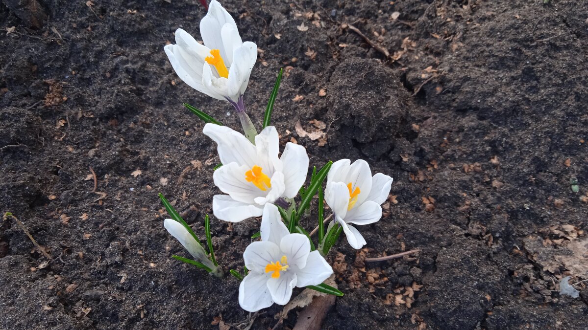 крокусы - Елена Шаламова крокусы - Елена Шаламова