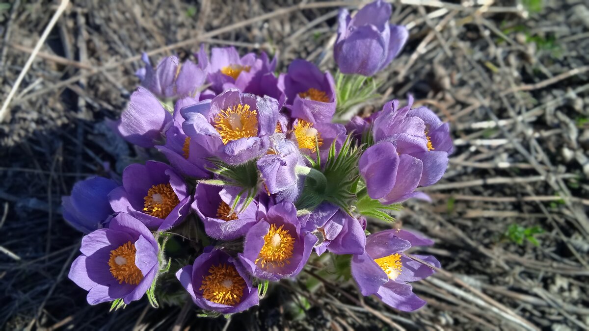 прекрасная сон-трава - Елена Шаламова прекрасная сон-трава - Елена Шаламова