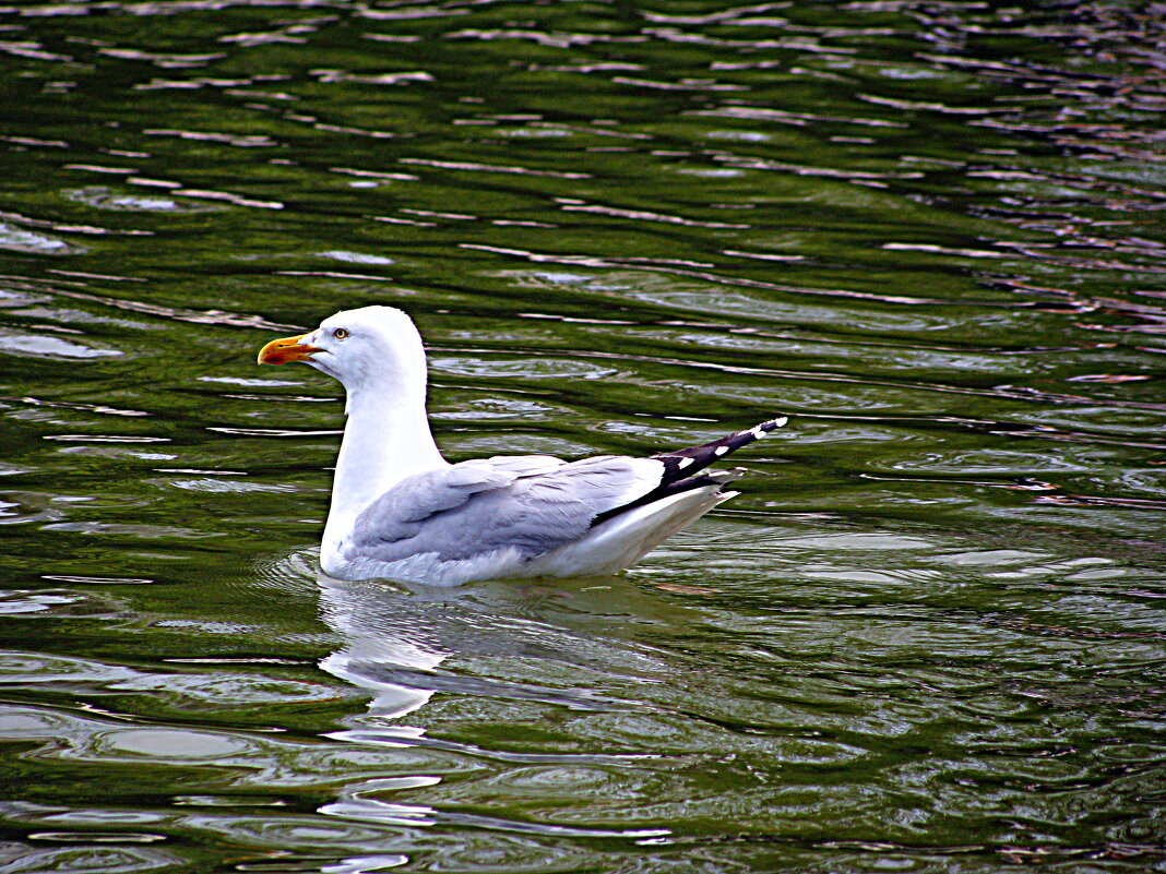 Париж. - Владимир Драгунский Париж. - Владимир Драгунский
