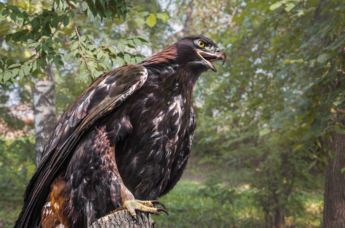 Беркут - SanSan 