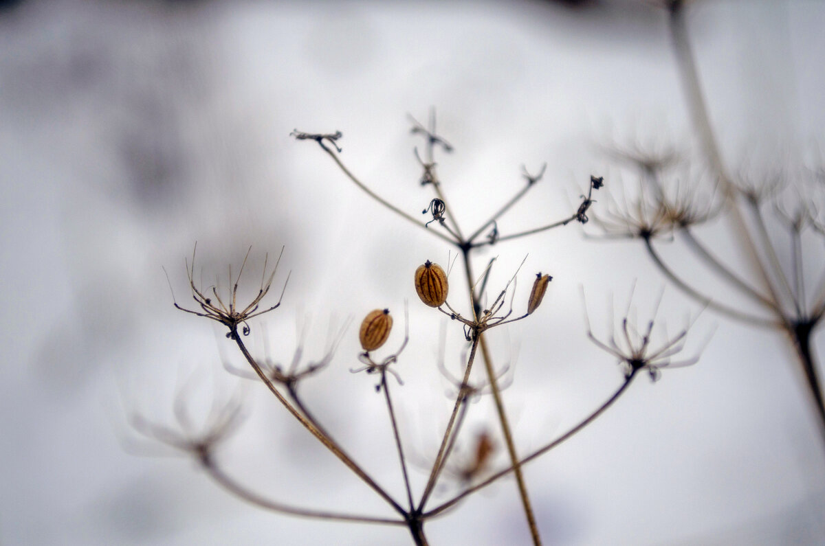 веточка - Lyubov Busova