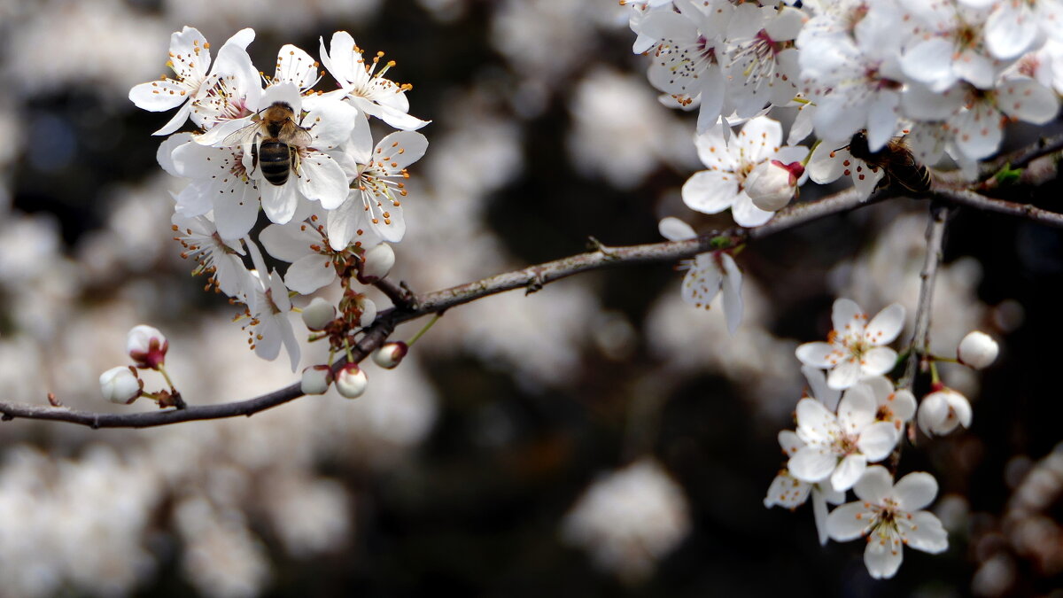 Пробуждение "ВЕСНЫ" Прекрасная природа.Мир Природы "Natural World" - "The Natural World" Александер Пробуждение "ВЕСНЫ" Прекрасная природа.Мир Природы "Natural World" - "The Natural World" Александер