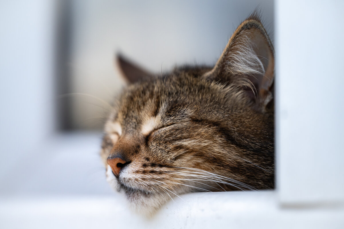 Чика - Referee (Дмитрий)