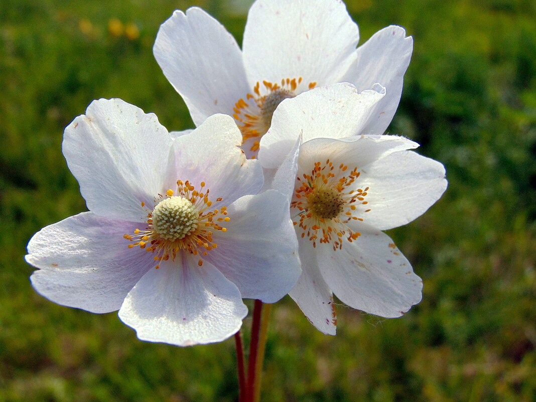 Ветреница. - nadyasilyuk Вознюк