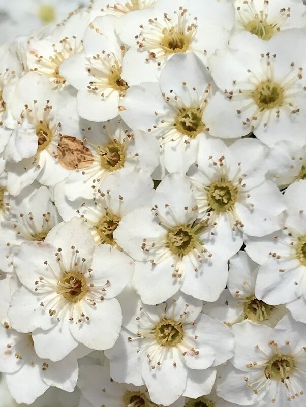 Скоро весна - Pippa 