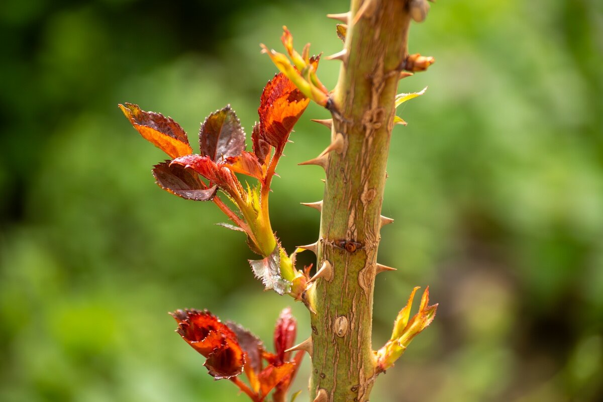 Роза - Игорь Сикорский Роза - Игорь Сикорский