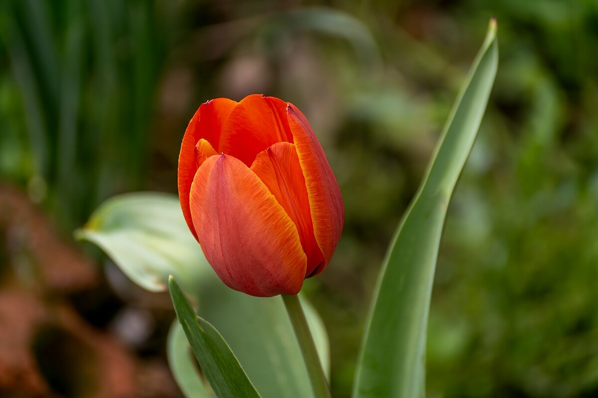 Тюльпан - Игорь Сикорский Тюльпан - Игорь Сикорский