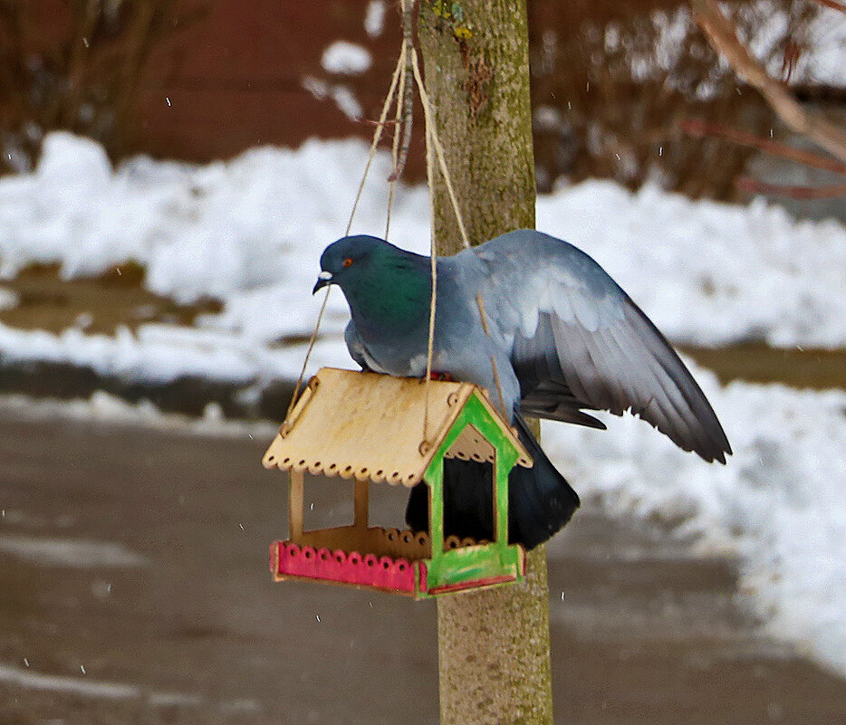 Снова зима... Опять голодно... - Светлана Снова зима... Опять голодно... - Светлана