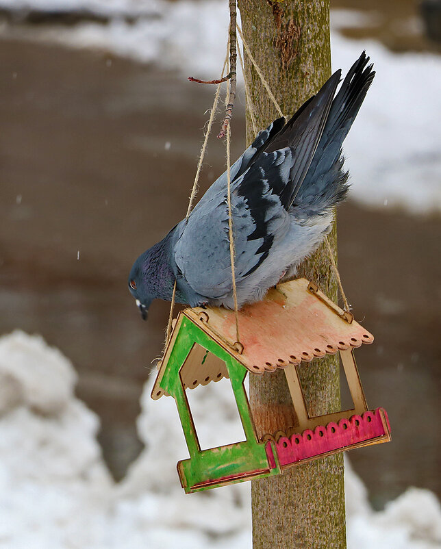 Снова зима... Опять кормушка востребована..... - Светлана 