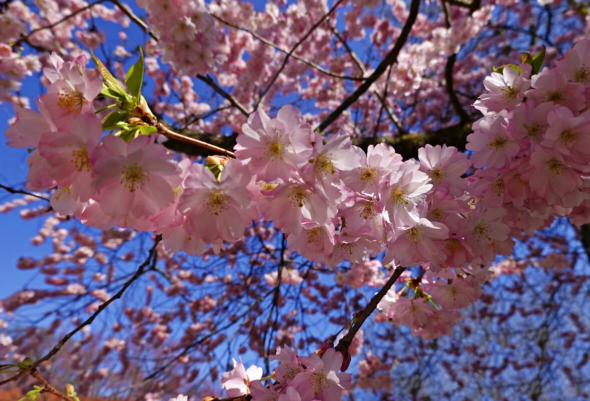 Весны прекрасные мгновенья!... - Галина Весны прекрасные мгновенья!... - Галина