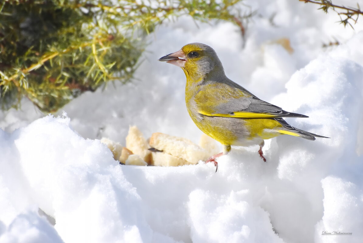 ЗЕЛЕНУШКА. - DianaVladimirovna 