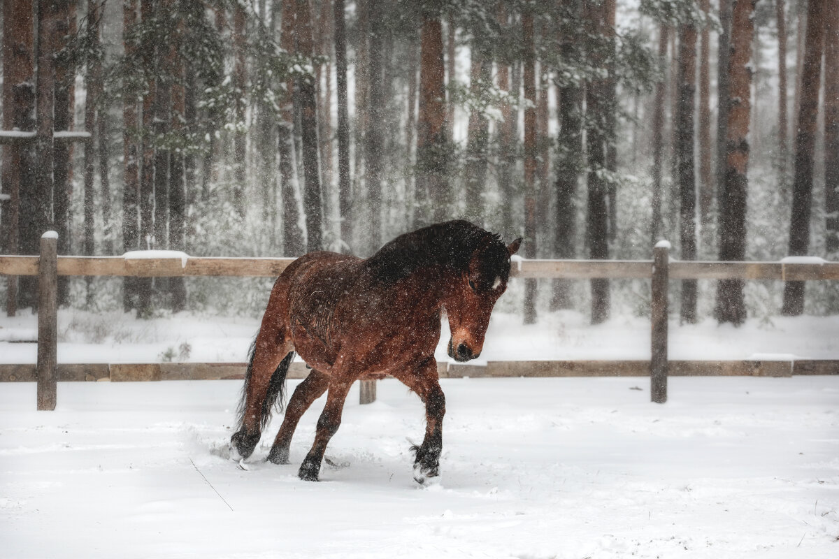 Марс - Кристина Щукина