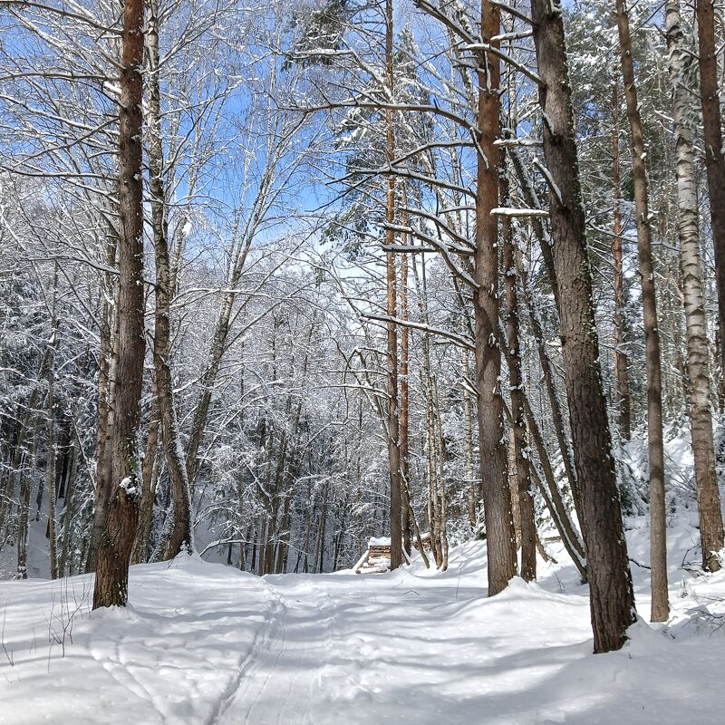 сюжет снег деревья небо - Владимир сюжет снег деревья небо - Владимир