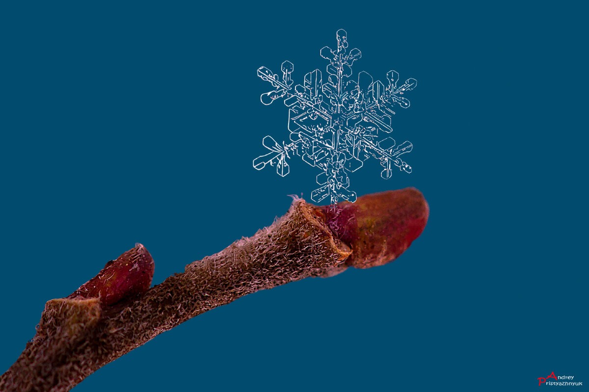 На веточке... - Андрей Пристяжнюк