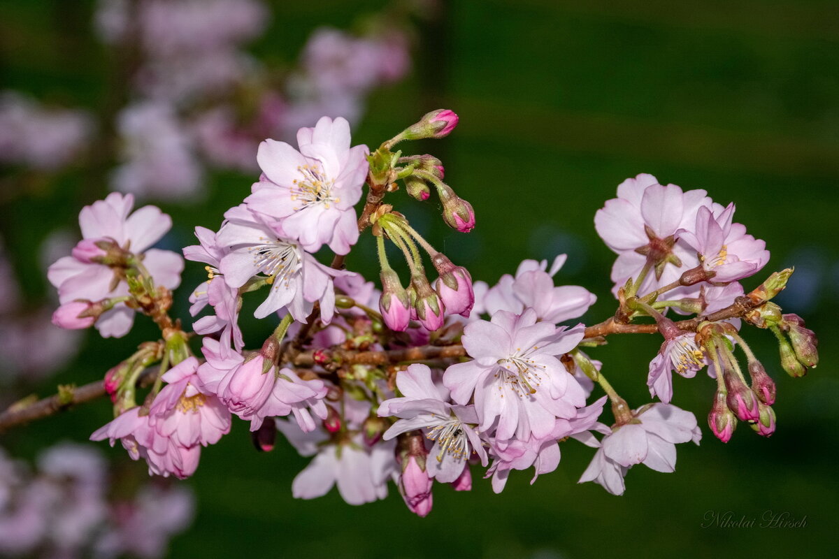 Весны цветение... - Николай Гирш