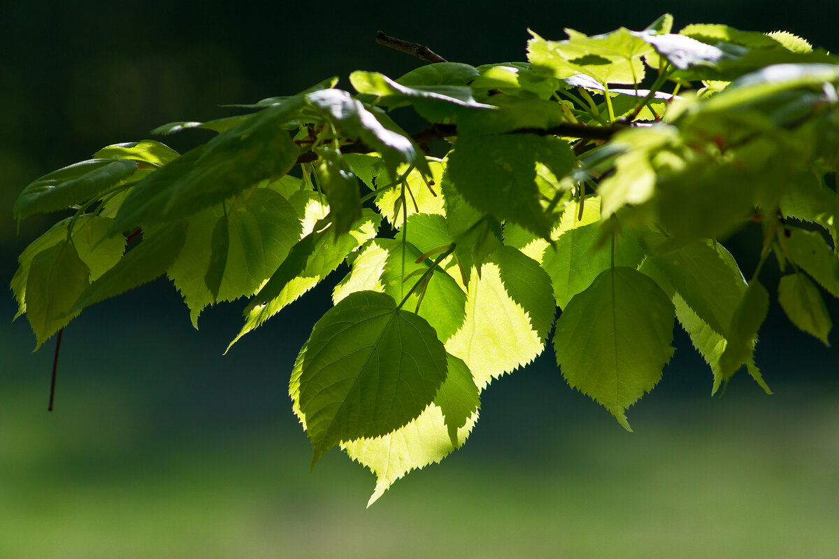 Изумрудная зелень - IRinA*** 