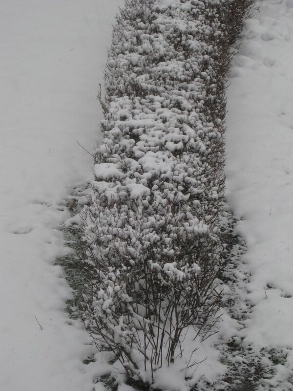 В апреле все кусты в снегу. Год 2025 - Дмитрий Никитин