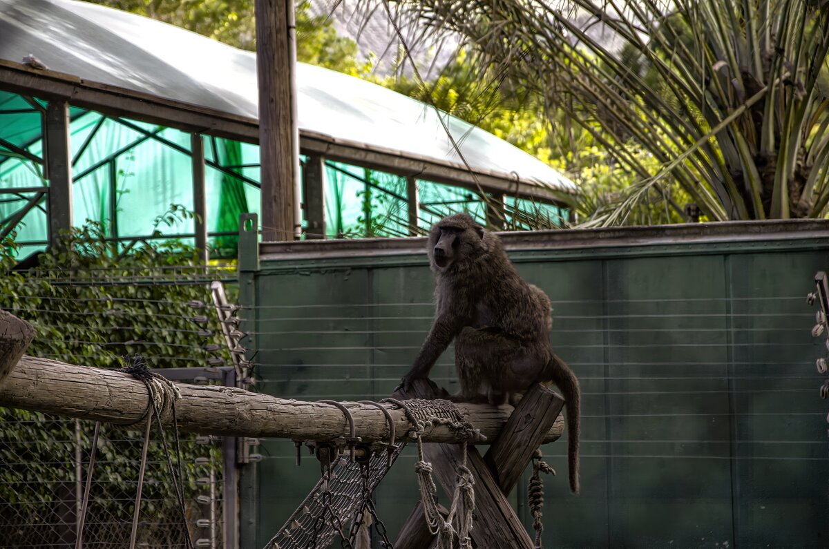 Хамат Гадер  ( зоопарк  ) - ujgcvbif 