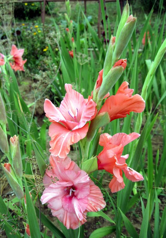 Гладиолус. - Ирина *** Гладиолус. - Ирина ***