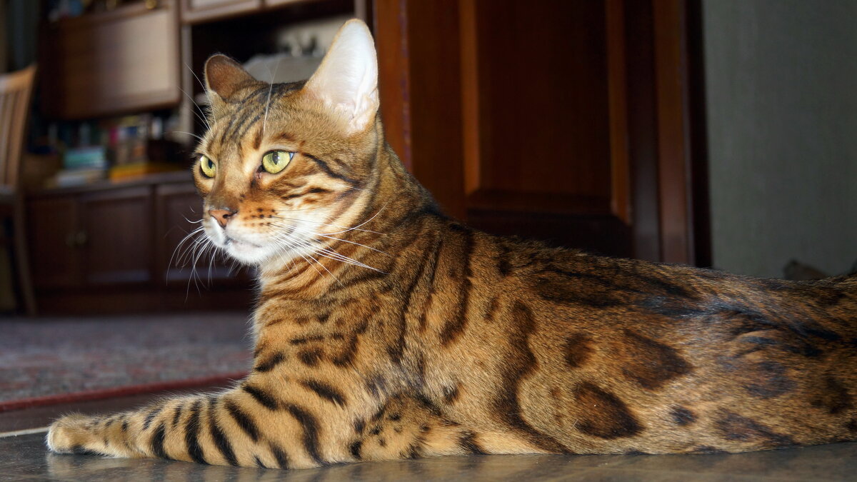 Сфинкс ,, домашний ,, - Вик Токарев