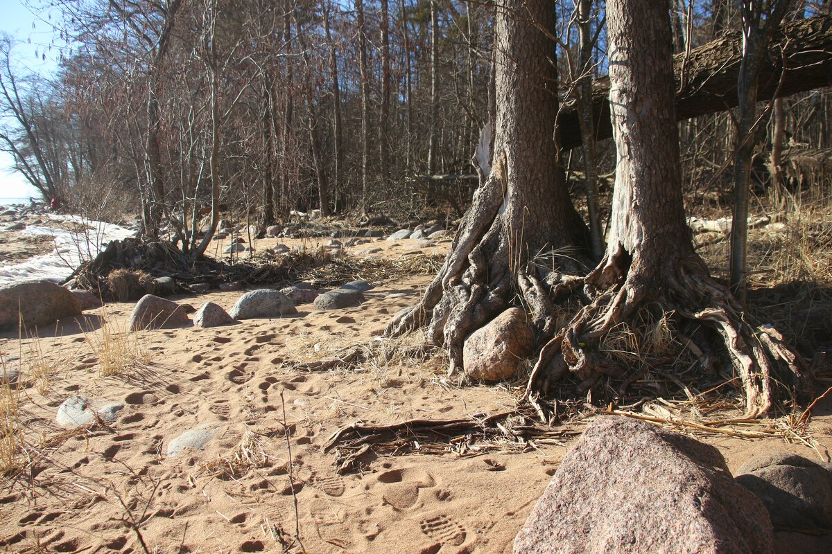 Зеленогорск. Берег залива - Наталья Герасимова