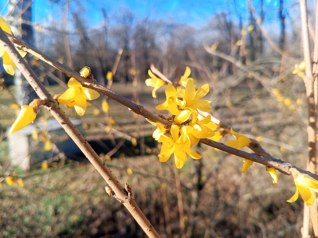 Форзиция - Сапсан Форзиция - Сапсан