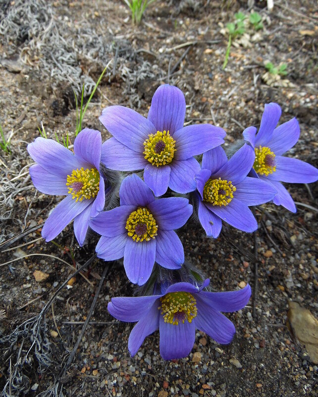 Сон-трава. - nadyasilyuk Вознюк