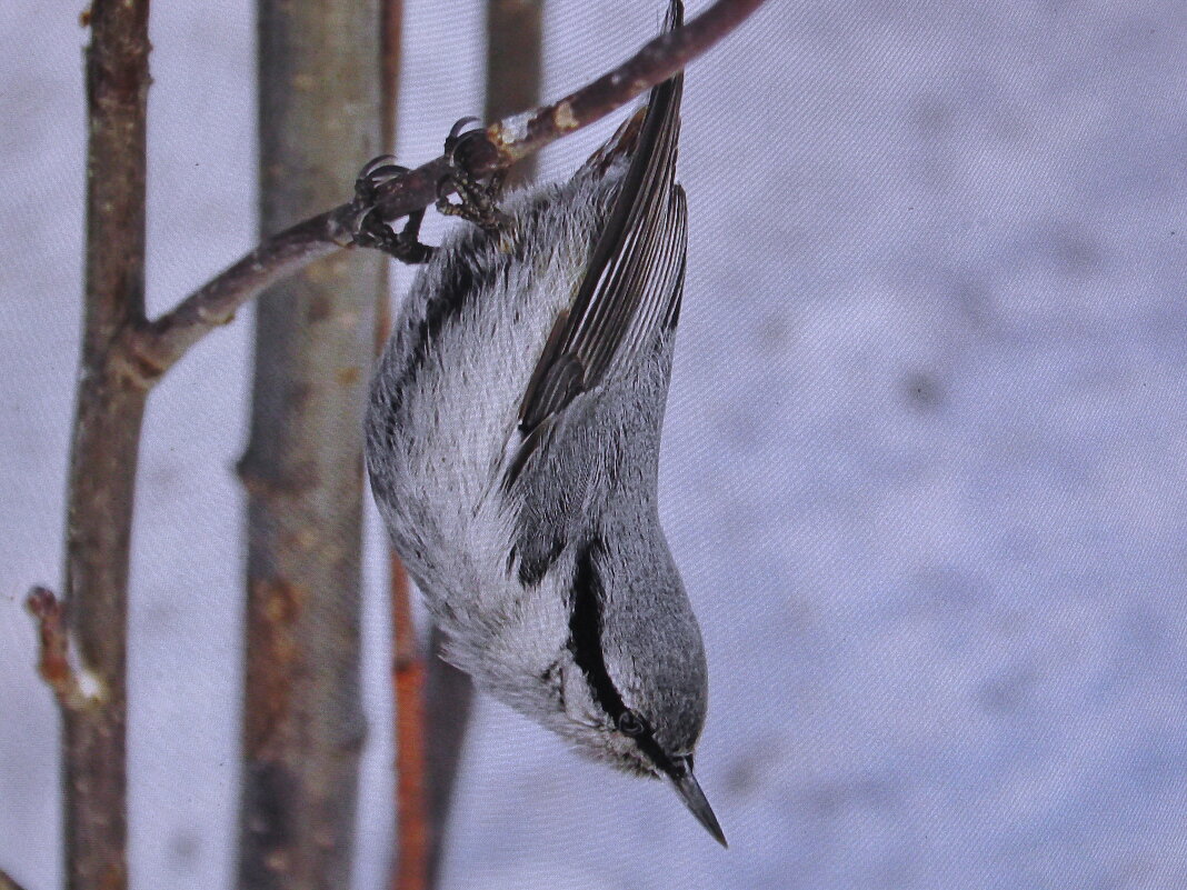 Каскадёр - Людмила Смородинская Каскадёр - Людмила Смородинская