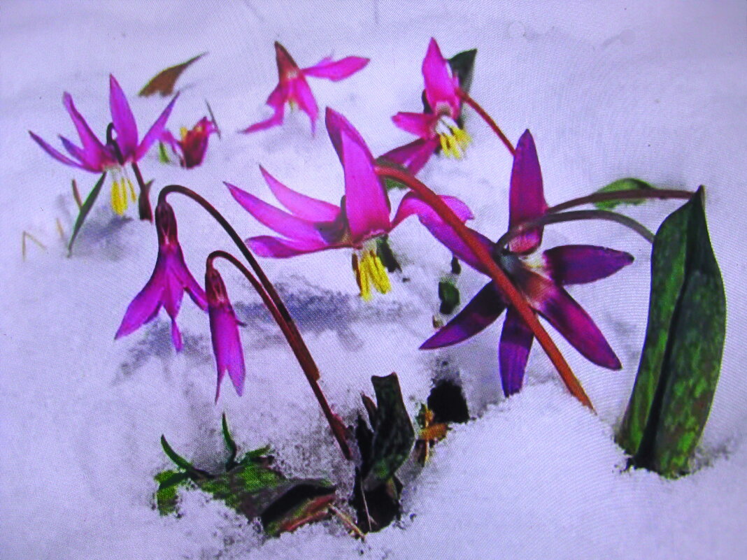 Красота в снегу - Людмила Смородинская Красота в снегу - Людмила Смородинская