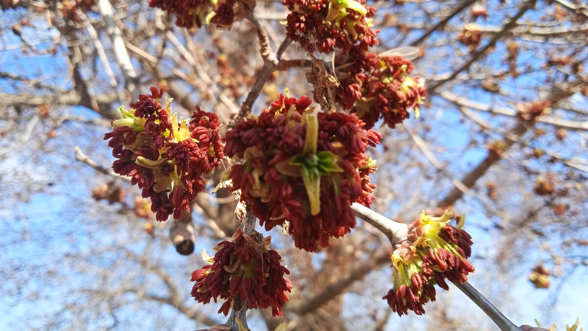 апрель - Елена Шаламова