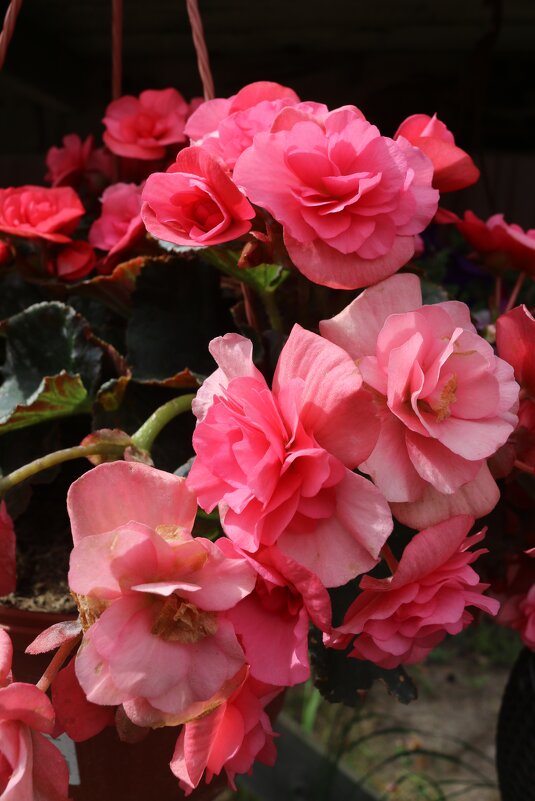 Картинки лета - Ольга Картинки лета - Ольга