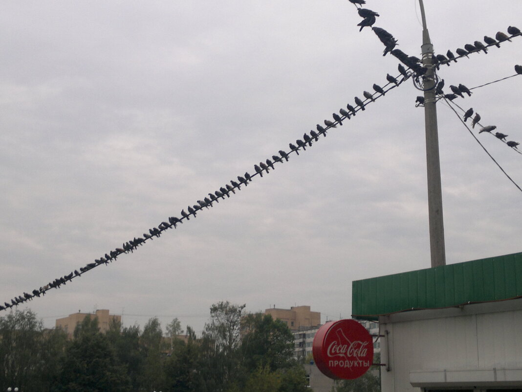 Пернатый симпозиум. - Валерий Пославский Пернатый симпозиум. - Валерий Пославский