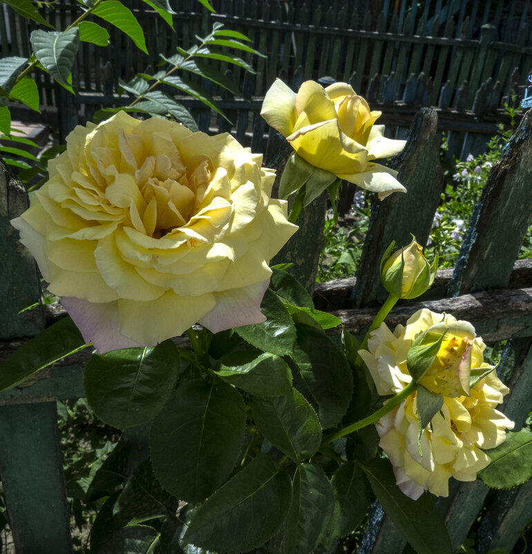 Букет - Валентин Семчишин