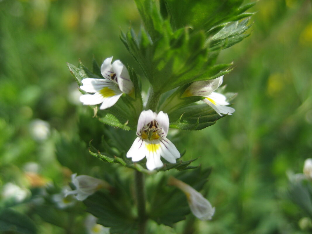 Очанка - Anna Ivanova Очанка - Anna Ivanova