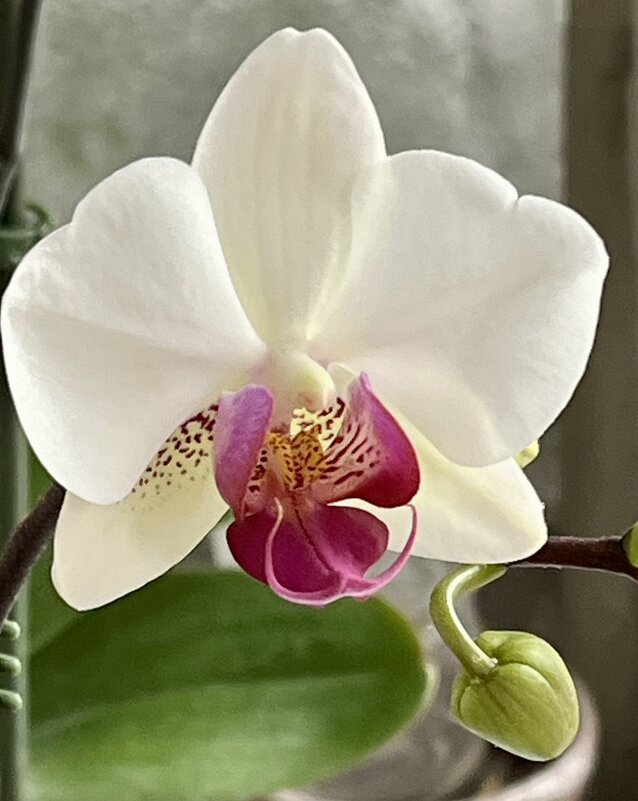 Моя красавица. - Ирина Моя красавица. - Ирина