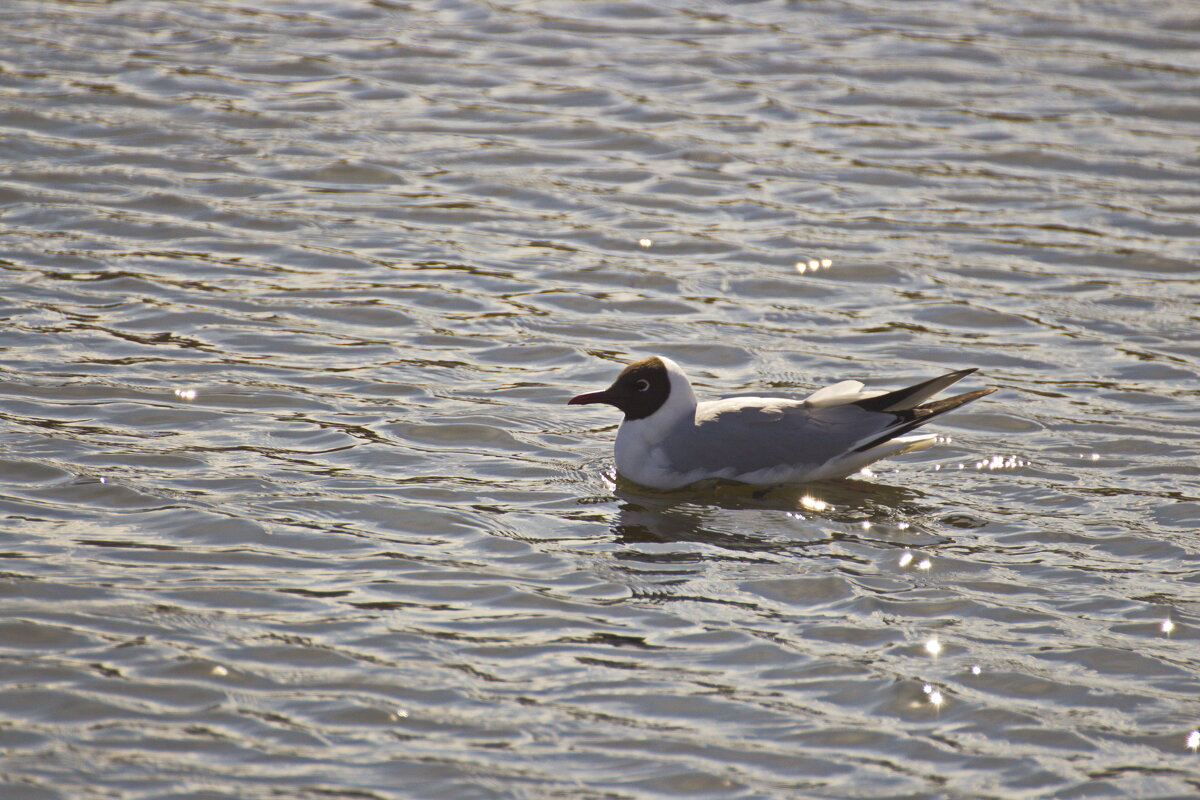 красавица - Владимир Зырянов