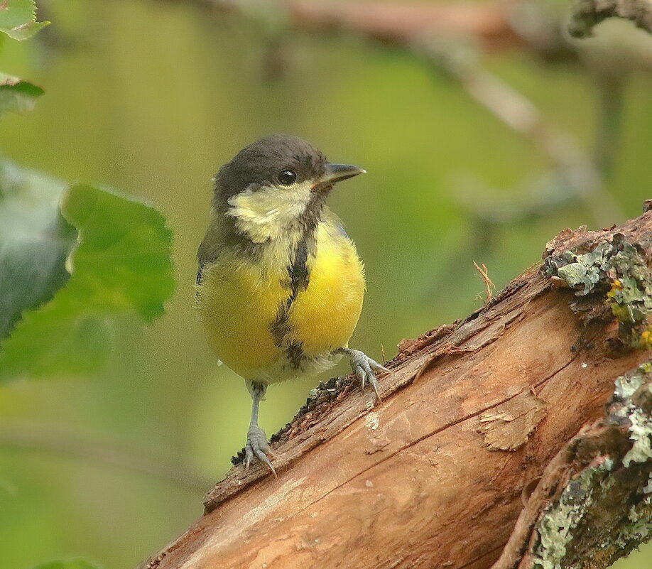 про синичку - Andrey Bragin про синичку - Andrey Bragin