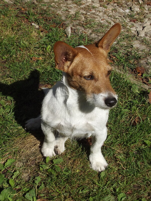 Милка - Freddy 97