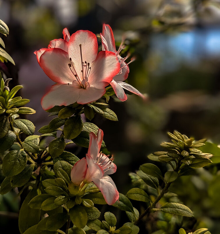 цветы азалии - Наталья Крюкова