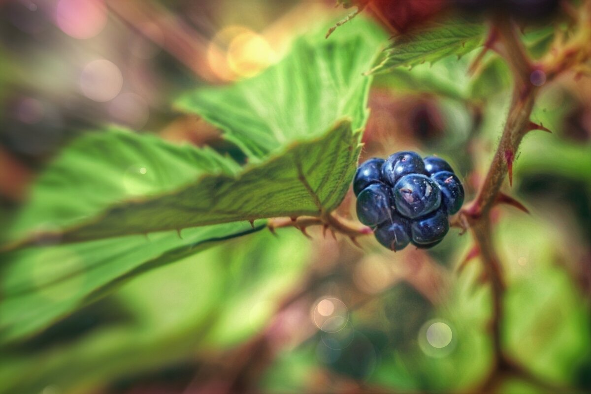 Ежевика - Оксана Н.