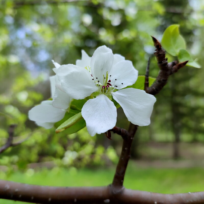 Яблони цвет - Валентина Богатко 