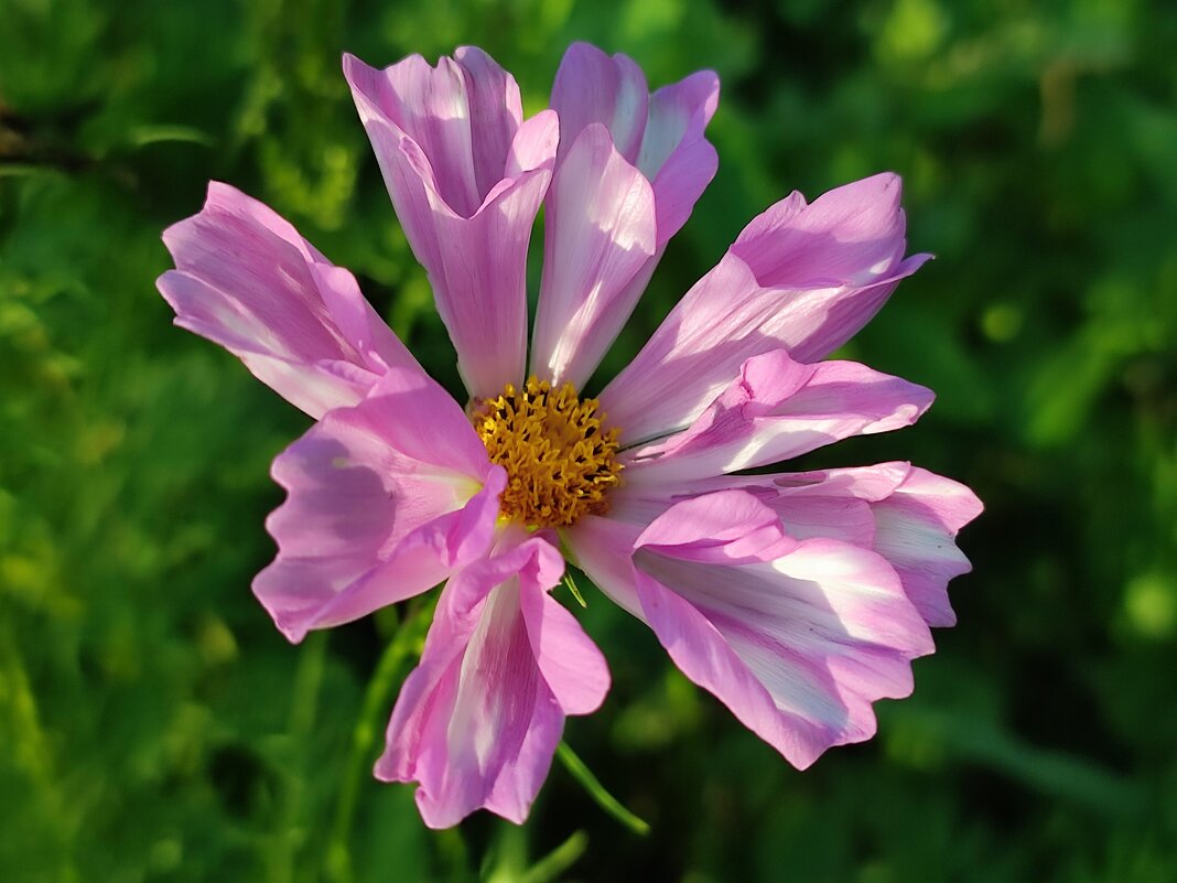 Космея - Валентина Богатко 