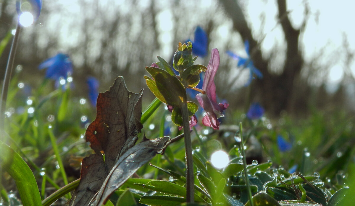 первоцвет - Лера 