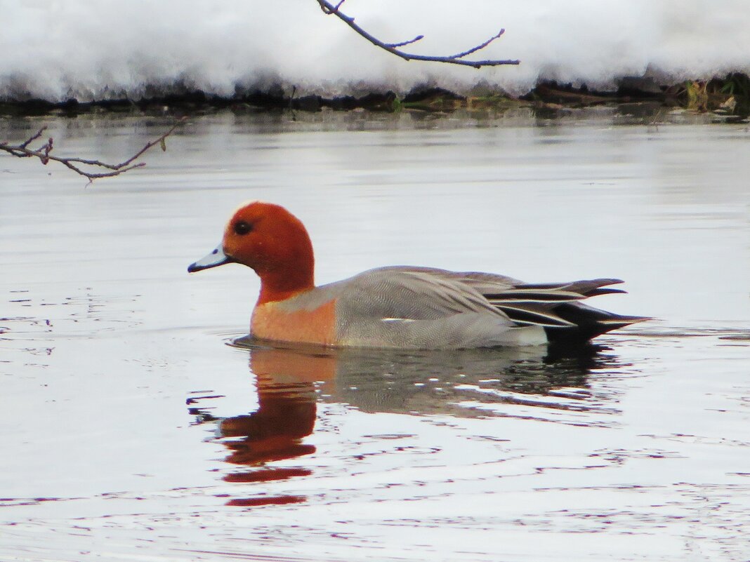 Свиязь - Андрей Снегерёв