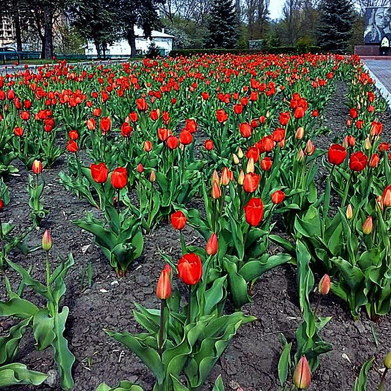 ТЮЛЬПАНЫ   ЦВЕТУТ - Анатолий Малобродский