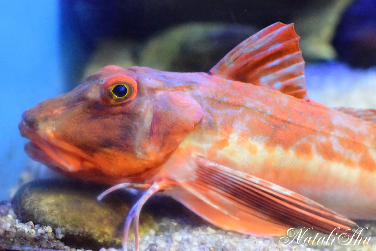 Рыбка живая в аквариуме. - Наталья Вязигина Рыбка живая в аквариуме. - Наталья Вязигина